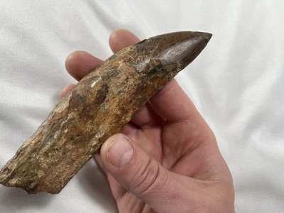 Carcharodontosaurus Rooted Tooth 5 inches Kem Kem Formation - Image 1 of 4