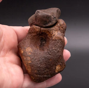 Super Fossil Megalonyx  Navicular and Astragalus Florida   1778 - Picture 1 of 4