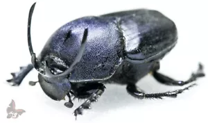 Proagoderus gibbiramus-Male-MEDIUM HORNS,beetle - Bild 1 von 4