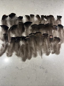 30 Eastern Wild Turkey Bronze Flats 4"-6" Sterilized - Picture 1 of 3