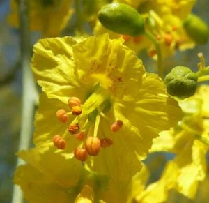 1-1000 PCS Blue Mexican Palo Verde Tree Seeds Parkinsonia Cercidium Florida 0132 - Picture 1 of 5