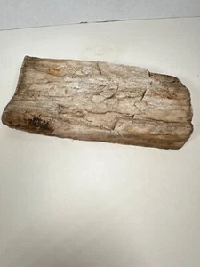 Arkansas Petrified Rock 6.5x3.5x1.5 - Bild 1 von 7