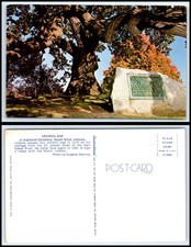 Cartão Postal Indiana-South Bend, Conselho Carvalho No Cemitério Highland D10