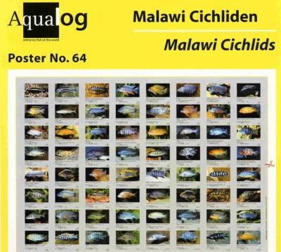 AQUALOG, Fold Poster - Freshwater Coral Fish: Malawi Cichlids