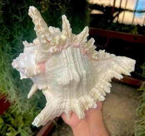Large White Murex Ramosus Natural Conch Seashell Rare Real Aquarium 9"- 12" Huge - Picture 1 of 8