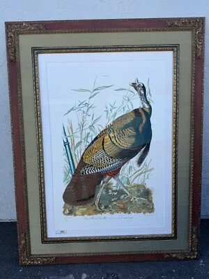 John James Audubon -Turquia Selvagem Masculina -Oficialmente 176/300 Tamanho Quadro 43X55 - Imagem 1 de 4