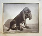 Original Photo - A Bloodhound Puppy - Gambier Bolton (1854-1928) C. 1890