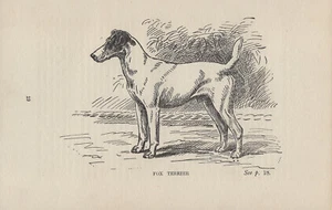 SMOOTH FOX TERRIER OLD 1904 ANTIQUE ENGRAVING PRINT PAGE - Picture 1 of 1