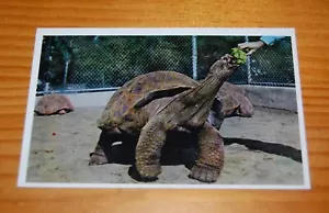 Vintage Chrome Postcard of Giant Galapagos Island Tortoise at The San Diego Zoo - Picture 1 of 2