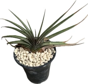 Dyckia estevesii RARE Plant + PHYTO CERTIFICATE # 1. - Picture 1 of 4