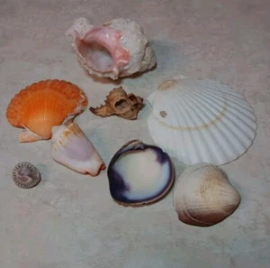 Seashell Variety Lot (8) w Hexaplex Erythrostomus Pink Hermit Crafting Collector - Picture 1 of 9