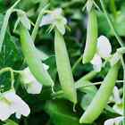 Sugar Ann Snap Pea Seeds, Early and Compact, Heirloom, NON-GMO, FREE SHIPPING