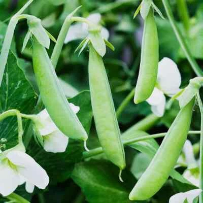 Sugar Ann Snap Pea Seeds, Early and Compact, Heirloom, NON-GMO, FREE SHIPPING - Image 1 of 2
