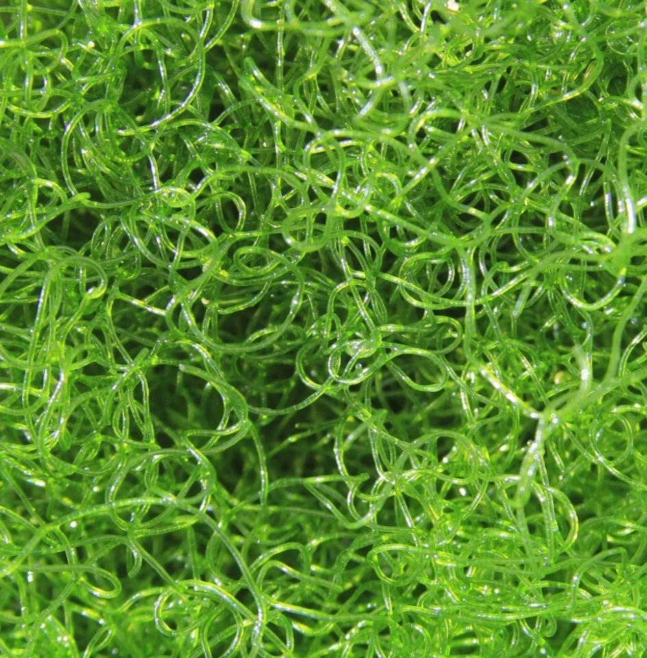 1 taza de Macroalgas Chaetomorpha 4 nutrientes exportación. Con cápsulas Foto 1 de 1