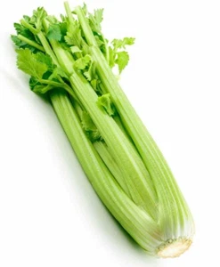2000+Celery Seeds Tall Utah Celery Seeds Heirloom Crisp Tender Texture Fresh USA - Picture 1 of 2
