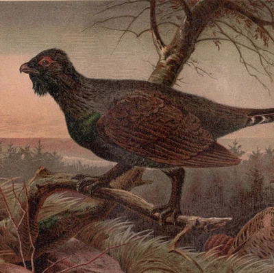 Urogallo occidental - Urogallo macho y hembra en bosque 1883 impresión antigua Foto 1 de 2