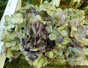 12 Dried Hydrangea Flowers Lt. Green, Cream + Purple Burgundy Wedding Farmhouse
