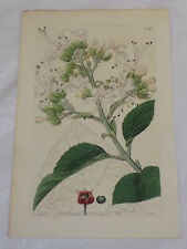 1822 COLOR Floral Print by Edwards/CLAMMY CLERODENDRON, or, CLERODENDRON VISCOSU