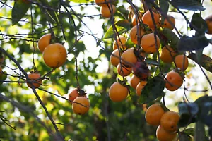 Kakipflaume Diospyros kaki Pflanze 5-10cm Kaki Kakibaum Götterfrucht Rarität - Bild 1 von 2