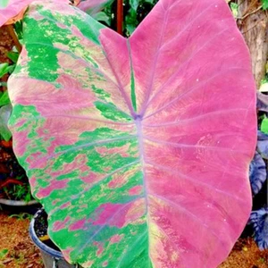 Colocasia Live Bulb Phetphusa Tuber New Hybrid Free Phytosanitary Certificate - Picture 1 of 24