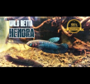 Rare Wild Betta Hendra - Betta male & female - #Pair breeding - Picture 1 of 5