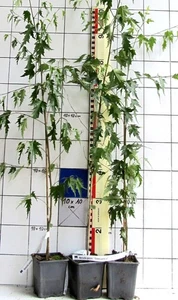 Betula p."Dalecarlica", seltene geschlitzte Ornäs-Birke - Bild 1 von 1