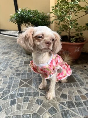 Dog and Cat Animal Dress Fruit Design Cherries and Strawberries For Small Pets - Image 1 of 4