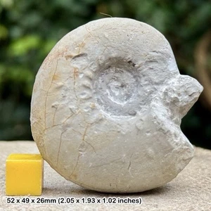 Orthaspidoceras lallierianum Fossil Ammonite – Kimmeridgian, Jurassic – Germany - Picture 1 of 1