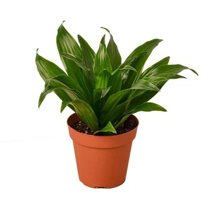 Dracaena 'Janet Craig' - Bild 1 von 10