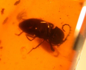 Cretaceous Hooded Beetle in Burmite Burmese Amber Fossil Dinosaur Age - Picture 1 of 8