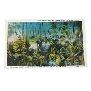 Postal Bosque hundido Silver Springs cerca de Ocala Florida frontera blanca c1930 A805 - Imagen 1 de 2