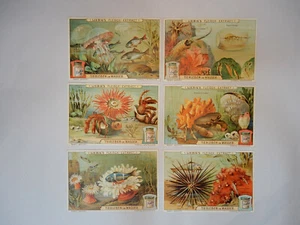 Liebig Trade Cards - "Sea Creatures" - Full Set of 6 - German - GC - Picture 1 of 2
