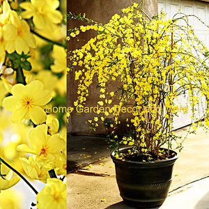 5 CUTTINGS 12"+ Chinese Bright Yellow Flowers Winter Jasmine Vine Shrub Plant - Picture 1 of 5