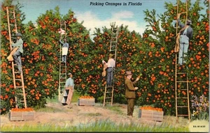 Orangen pflücken in Florida Leinen Postkarte - Bild 1 von 2