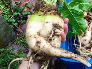 Sugar Beet Seeds - Beta Vulgaris var. Altissima - Delicious & Versatil - Picture 1 of 6
