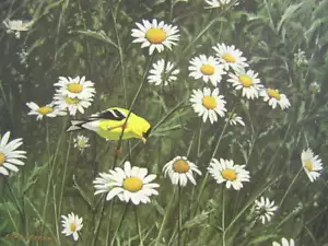 Stampa artistica Don Eckelberry Wild Canary Goldfinch margherita firmata edizione limitata - Foto 1 di 1