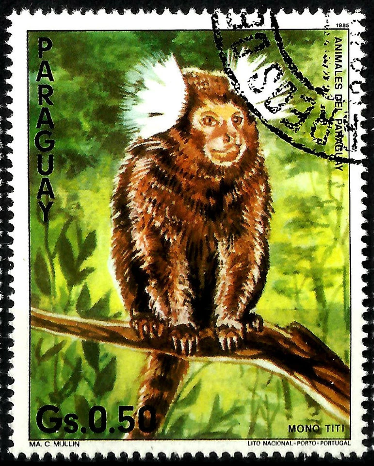 MONO ARDILLA RESPALDO ROJO (Saimiri oerstedii), AÑO 1985, WWF. Foto 1 de 1