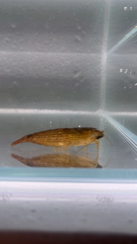 3 Camarones de Bambú | Camarones Flor Singapur | Atyopsis Spinipes | ENVÍO RÁPIDO Foto 1 de 1