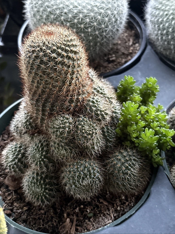 Rebutia Fulviseta Clumping Style / Rooted In 6 In Pot - Image 1 of 4