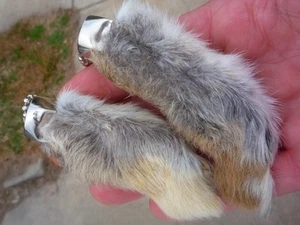 LUCKY RABBITS FOOT RABBIT'S FEET QTY 1 GENUINE RABBIT'S FOOT NATURAL KEY CHAINS - Picture 1 of 3