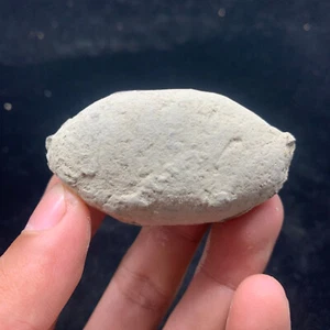 Jurassic Crab Fossils Awaiting Excavation Nuclear Dinosaur Age - Picture 1 of 4