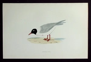 KLEINE MÖWE, original antiker ornithologischer Druck, Vogel, MORRIS, 1897 - Bild 1 von 2