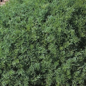 Herb - Chamomile Lawn, Perennial (Anthemis nobilis) - Kings Seeds - 1000 Seeds - Picture 1 of 1