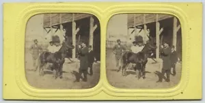 Stéréo contre la lumière circa 1860 E. Lamy. Elevage. Dressage d'un poulain. - Foto 1 di 2