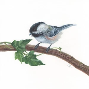 ORIGINAL Watercolour Painting 8”x8” - Black-Capped Chickadee Bird by Mila Ansell - Picture 1 of 1
