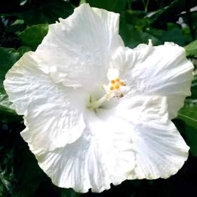 🌺🌺 MADAGASCAR hibiscus MOSCHEUTOS mallow Malvaceae STARTER Live PLANT US ship - Image 1 of 4