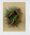 Blackcap Garden Warbler Basilikum Ede - 1960er Jahre Vogeldruck