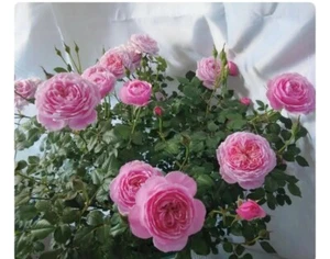 Rose Fée Clochette フェクロシェット US Seller 铃之妖精 4” pot - Picture 1 of 3