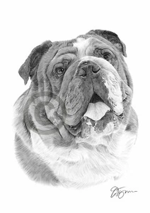 BULLDOG INGLÉS dibujo a lápiz obra de arte talla A4 por artista británico retrato de mascotas - Imagen 1 de 1