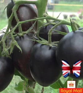 TOMATO 10 SEEDS GARGAMEL BLACK PLUMS EARLY HEIRLOOM NO GMO EXOTIC - Picture 1 of 15